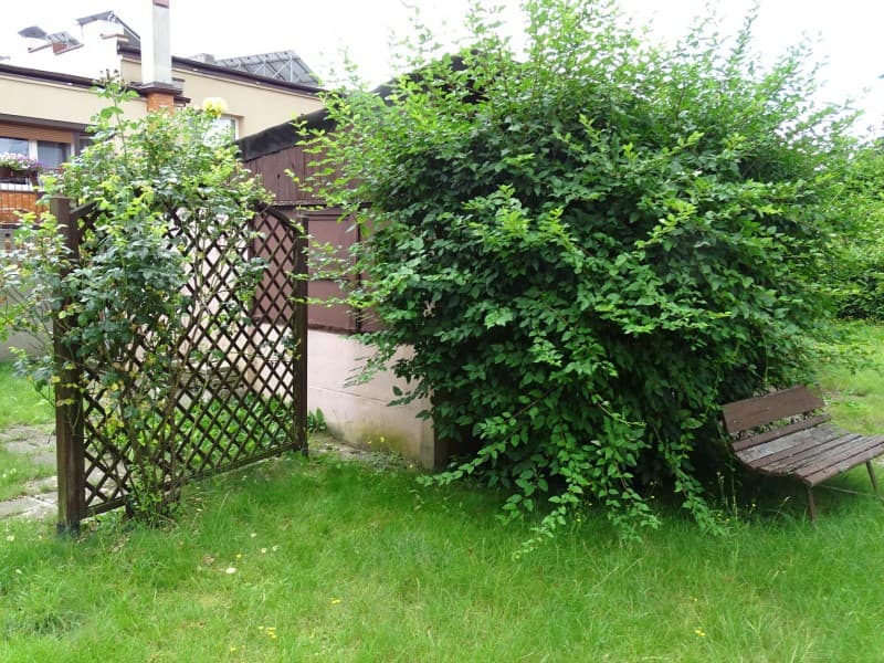 Zdjęcie 46
