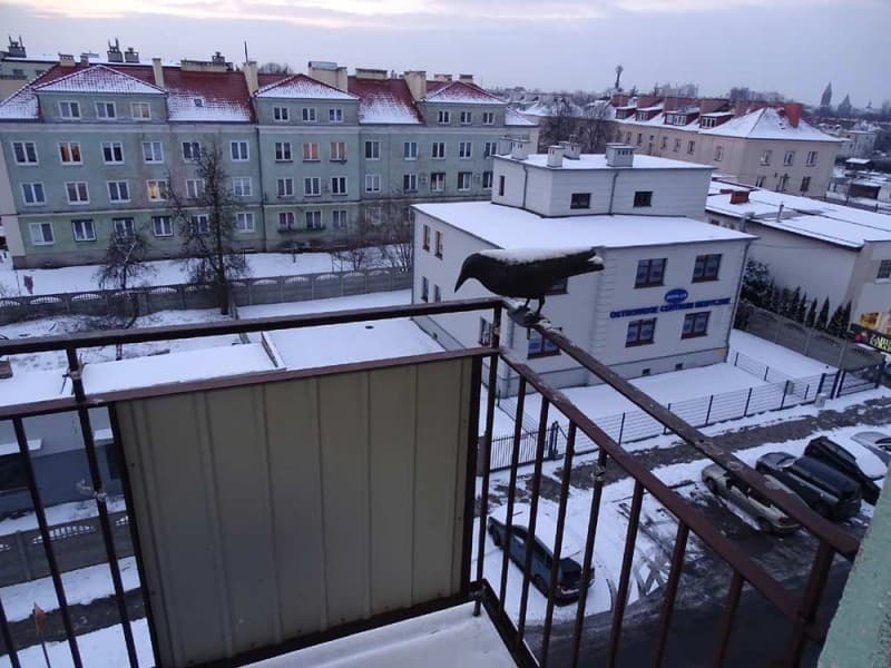 Zdjęcie 16