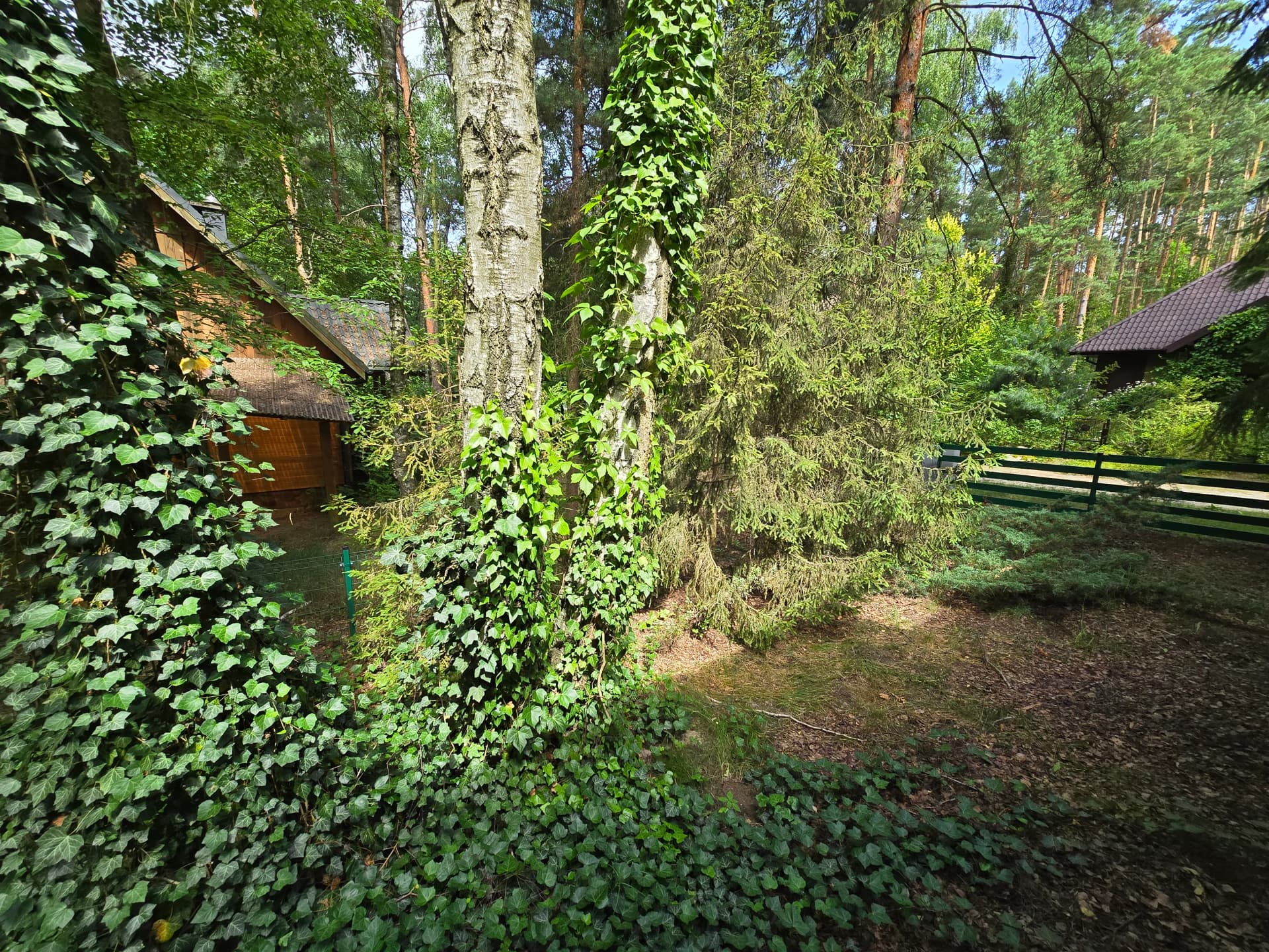 Zdjęcie 41