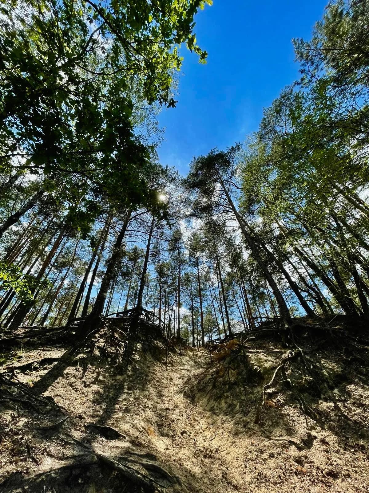 Zdjęcie 45